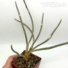 Astrophytum caput-medusae