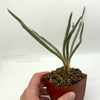 Astrophytum caput-medusae