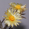 Astrophytum caput-medusae Bloom