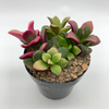 Anacampseros telephiastrum variegata