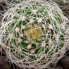 Discocactus araneispinus