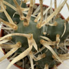 Tephrocactus articulatus var. papyracanthus (Paper Spine Cactus)