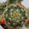 Mammillaria prolifera 'Texas Nipple Cactus'