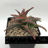 Aloe 'Oik'