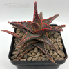 Aloe 'Oik'