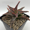 Aloe 'Oik'