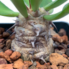 Euphorbia venifica