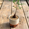 Ojos Terracotta Bottom Planter [mini] with Operculicarya pachypus