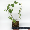 Dioscorea elephantipes