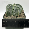 Astrophytum myriostigma cv. Fukuryu