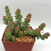 Crassula rupestris 'Tom Thumb'
