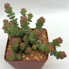 Crassula rupestris 'Tom Thumb'