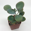 Kalanchoe nyikae