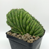 Trichocereus pachanoi crested