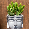 Crassula ovata 'Ogre Ears'