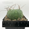 Matucana madisoniorum