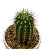 Trichocereus thelegonus