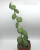 Xerosicyos danguyi
