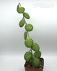 Xerosicyos danguyi