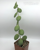 Xerosicyos danguyi