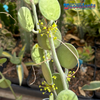 Xerosicyos danguyi Blooms