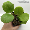 Hoya obovata