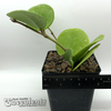 Hoya obovata