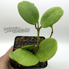 Hoya obovata