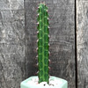 Euphorbia tescorum East Austin Succulents