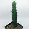 Euphorbia tescorum East Austin Succulents