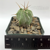 Astrophytum ornatum