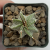 Astrophytum ornatum