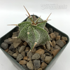 Astrophytum ornatum