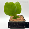 Rhipsalis pachyptera