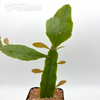 Rhipsalis pachyptera