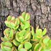 Crassula ovata minima