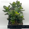 Crassula ovata minima