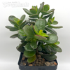 Crassula ovata minima