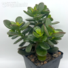 Crassula ovata minima
