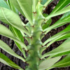 Euphorbia neriifolia 'Sahyadri Mountain'
