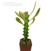 Euphorbia neriifolia 'Sahyadri Mountain'