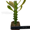 Euphorbia neriifolia 'Sahyadri Mountain'
