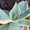 Agave potatorum 'Eye Scream'