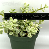Portulacaria afra variegata