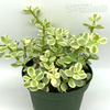 Portulacaria afra variegata