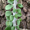 Alluaudia humbertii