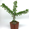 Alluaudia humbertii