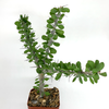 Alluaudia humbertii