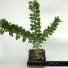 Alluaudia humbertii