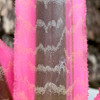 Cryptanthus fosterianus 'Elaine'